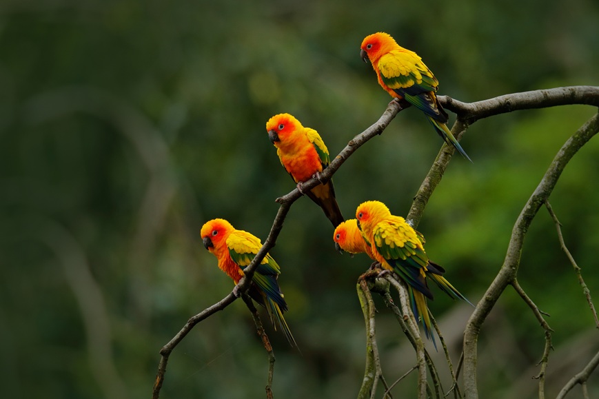 Sun Parakeet, Aratinga solstitialis, rare parrot from Brazil and French Guiana