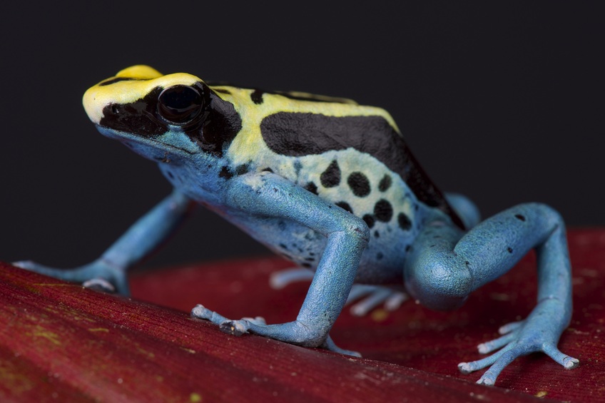 Poison dart frog / Dendrobates tinctorius